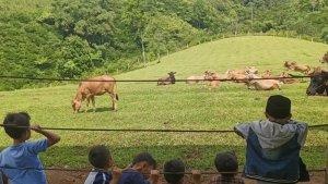 Peternakan-sapi-sapi-Ciamis.jpg