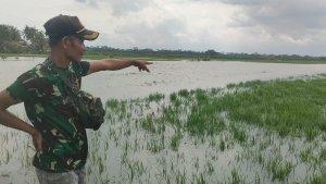 Sawah-Terendam-Banjir_2105.jpg