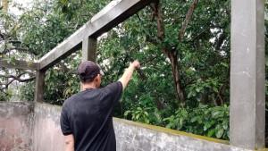 Yana-menunjukkan-lokasi-roof-top-pengedar-sabu-kabur-23102025-1.jpg