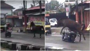 detik-detik-pemotor-adu-banteng-dengan-seekor-kuda-yang-lepas-di-Sumedang.jpg