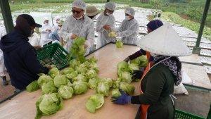 panen-sayuran-selada-dengan-kualitas-terbaik-di-garut-untuk-McDonalds-1.jpg