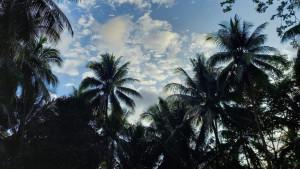 penanamanpohonkelapadipangandaran.jpg
