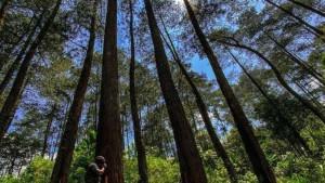 penyadapan-getah-pinus-di-Gunung-Masigit-Kareumbi-Sumedang-1.jpg