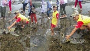 penyu-hijau67i5687.jpg