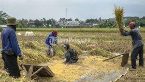 petani-di-sawah.jpg