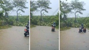 pohon-tumbanggg-gaiss.jpg