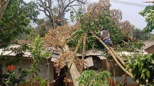 rumah-tertimpa-pohon-tumbang-di-cianjur-hujan-deras-dan-angin-kencang-1.jpg