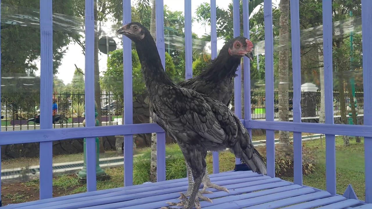 Disnakkan Ciamis Launching Sentoelkeun Sebagai Upaya Kenalkan Ayam Kampung Khas Ciamis