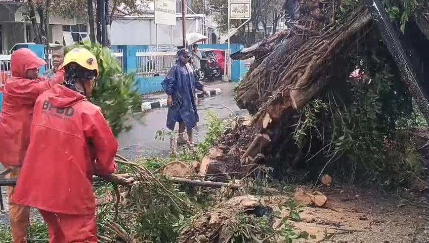 BPBD-Tangani-Pohon-Tumbang.jpg