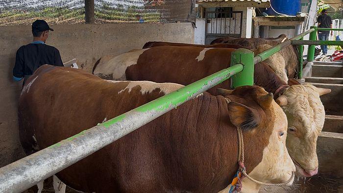 HEWAN-KURBAN-CIAMIS-Suasana-di-kandang-sapi-kurban-Sriwijaya-Farm-1.jpg
