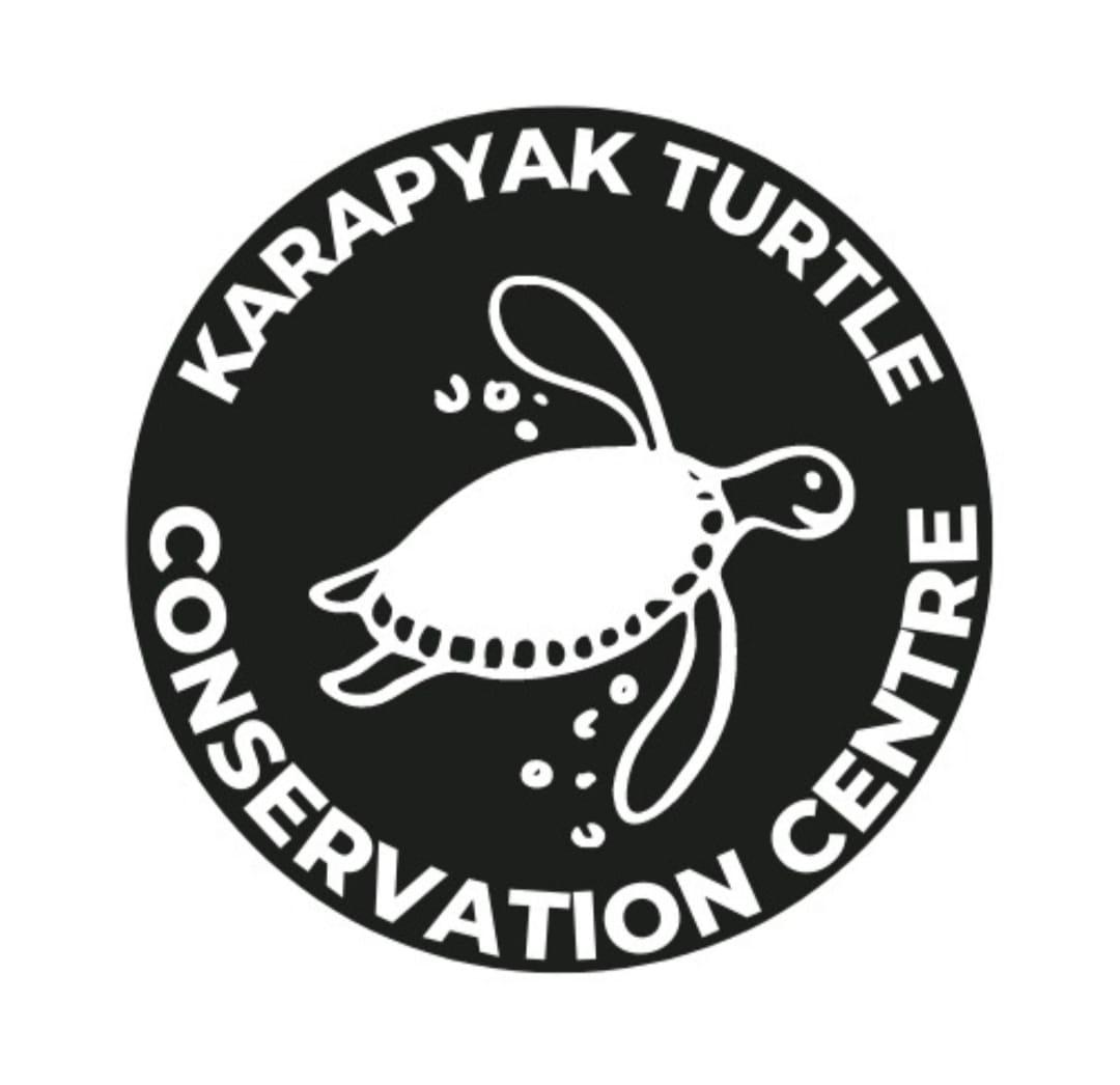 Pencinta Penyu Karapyak Pangandaran Minta Perhatian Instansi Terkait, Ada Apa?