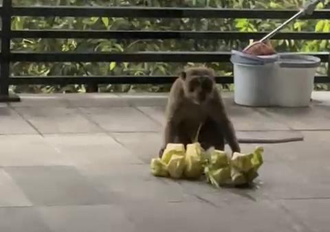 Teror Monyet di Vila Bandung Indah Cileunyi, Curi Ketupat dan Acak-acak Makanan Lebaran