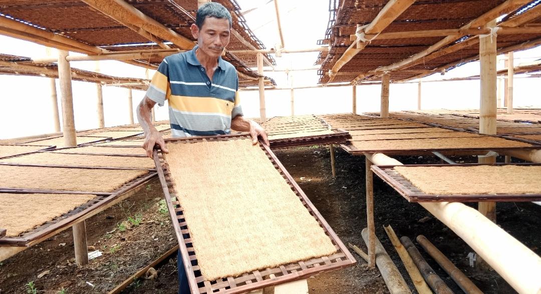Tranformasi Pengolahan Tembakau Mole di Sumedang Kurangi Ongkos Produksi, Kini Jemur Cukup 15 Hari