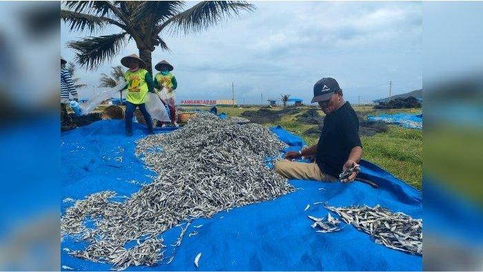 Nelayan di Pangandaran Tengah Panen Ikan Layang Semenit, Bakul Bisa Dapat Pasokan 5 Ton Sehari