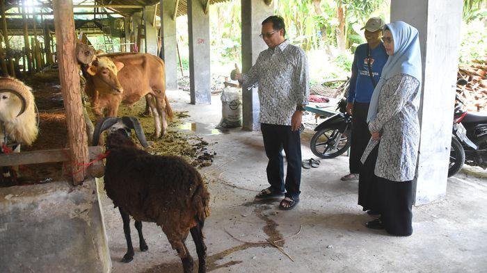 17 Sapi dan 2 Kambing Dikurbankan Suami-Istri Caleg Terpilih Asal Indramayu, Ini Titik Distribusinya