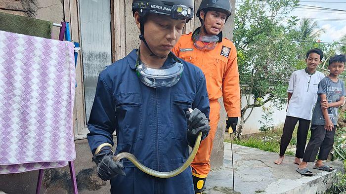 Petugas-Damkar-Kota-Tasikmalaya-ular-Koros-di-Mangkubumi-Jumat-1292024-1.jpg