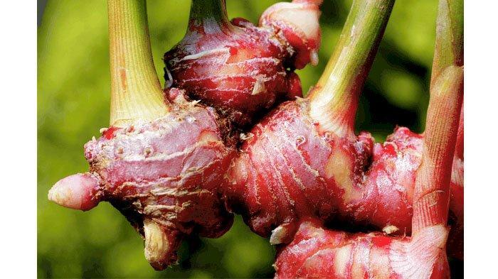 Rempah-Jahe-Merah.jpg