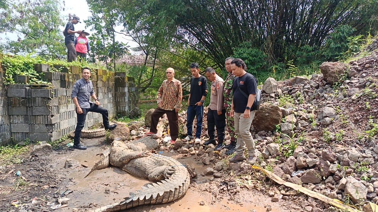 5 Ekor Buaya yang Lepas di Pengkaran Cianjur Dievakuasi ke Pusat Peyelamatan Satwa Sukabumi
