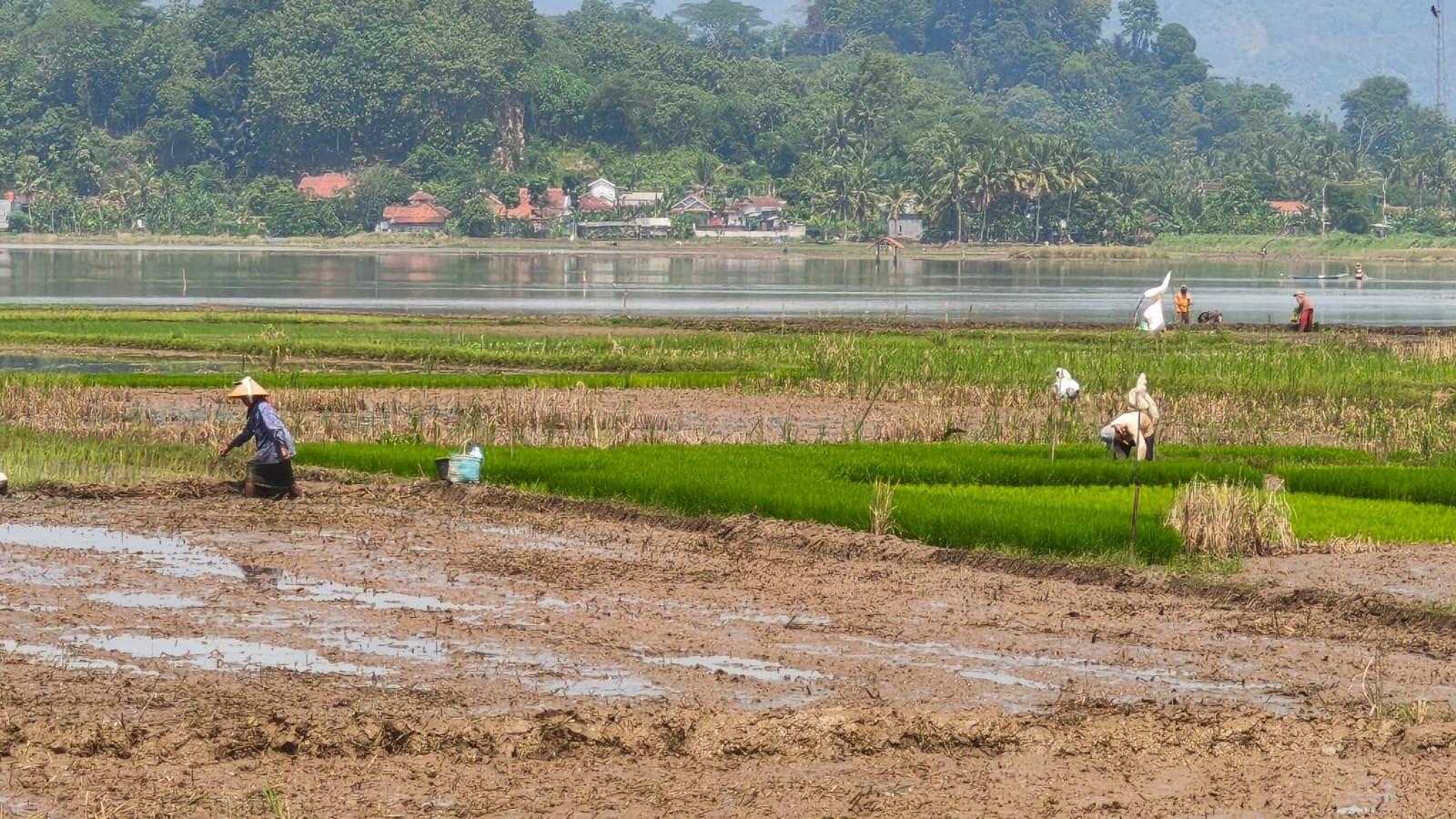 maruyungsaripangandararnarnarnarnar.jpg