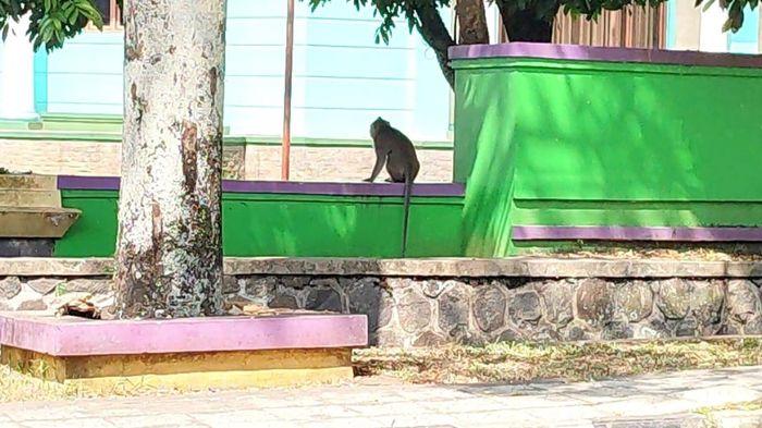 Seekor Monyet Berkeliaran di Area Perkantoran Ciamis Teror Warga yang Melintas