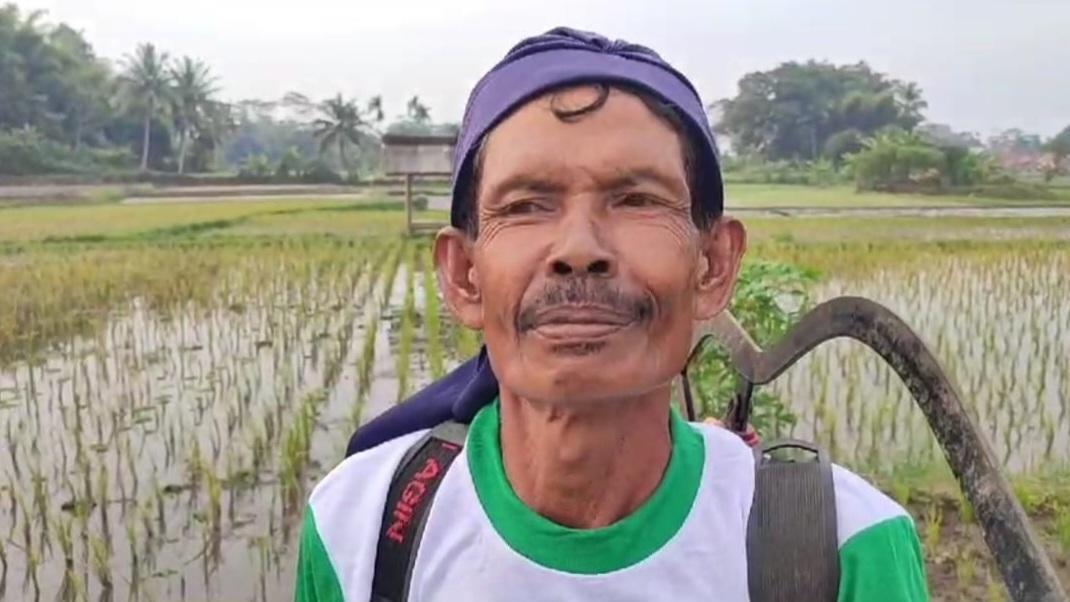 Hama Wereng Teror Sawah-sawah di Tasikmalaya, Petani Harus Tanam Ulang Padi