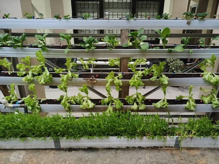 Urban Farming jadi Cara Fakultas Pertanian Unigal Manfaatkan Lahan Sempit demi Ketahanan Pangan