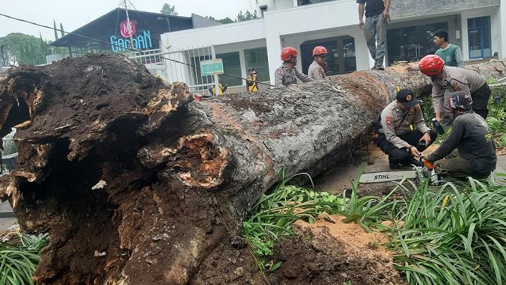 Tutupi Akses Jalan, Pohon Raksasa di Jalan Dago Tumbang, Bagian Dalam Tampak Bolong