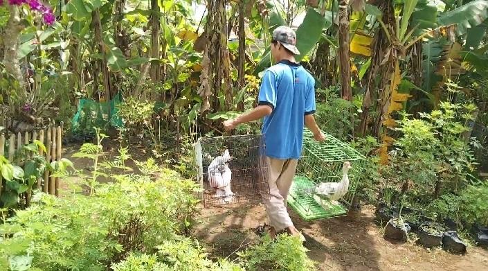 Kisah Sukses Peternak Muda Asal Pangandaran yang Budidaya Entok Hias, Ternyata Segini Harganya