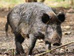 Babi-Hutan_2.jpg