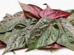 Daun-Sirih-Merah.jpg