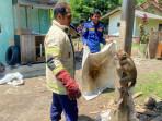 IstimewaDok-Damkar-EVAKUASI-MONYET-LIAR-ciamis-1.jpg