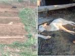 Macan-Serang-Kambing.jpg