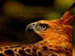 Manuk-Dadali-atau-Burung-Garuda-yang-menjadi-Simbol-Negara-Indonesia.jpg