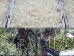 Petani-kolang-kaling.jpg