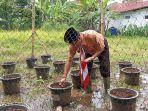 Pramuka-Kwarcab-Ciamis-gencarkan-program-Gerakan-Nanam-Padi-GNP.jpg