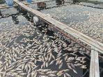 RIBUAN-IKAN-MATI-di-Waduk-Jatiluhur-1.jpg