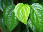 daun-sirih.jpg