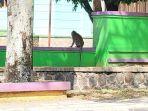 monyet-berukuran-besar-berkeliaran-di-Ciamis-Senin-2972024.jpg
