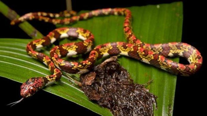 Ular Baru dari Hutan Panama Dinamai ‘Leonardo DiCaprio’