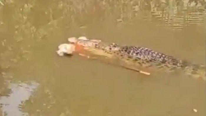 BUAYA TERKAM WARGA – Tangkapan layar video yang memperlihatkan seekor buaya menerkam warga Desa Bulu Hadek, Kecamatan Teluk Dalam, Simeulue, Minggu (15/2/2026). Korbanmeninggal diterkam buaya saat mencari kerang di Sungai Luan Boya. (Serambinews.com/HO)