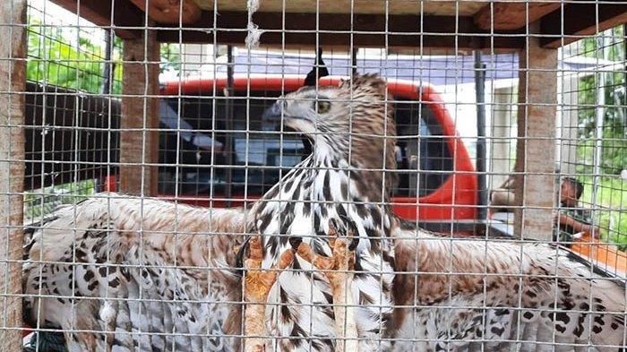 BKSDA Evakuasi Elang Brontok dari Rumah Warga