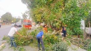 Bersihkan-Pohon-Tumbang-ke-Jalan.jpg