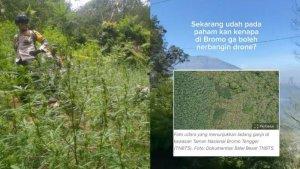 Foto-ladang-ganja-yang-ditemukan-di-kawasan-Taman-Nasional-Bromo-Tengger-Semeru-TNBTS.jpg