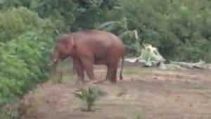 Gajah-liar-terekam-telepon-selular-warga-saat-masuk-ke-kebun-warga-di-Aceh-Jaya.jpg