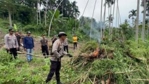 Jajaran-Polres-Bireuen-memusnahkan-ribuan-batang-ganja-dengan-cara-membakar.jpg