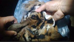 Kulit-Harimau.jpg