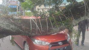 Mobil-Tertimpa-Pohon-Tumbang-di-Medan.jpg