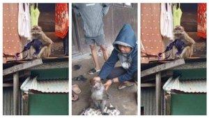 Monyet-meresahkan-warga-terlihat-kedapatan-curi-pakaian-dalam-wanita.jpg