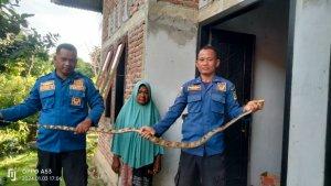 Perlihatkan-Ular-Sawo-Manuk.jpg