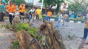Pohon-Tumbang-ke-Jalan-di-Langsa.jpg